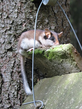 Gartenschläfer, gut sichtbar der Schwanz mit langhaariger Quaste am Ende