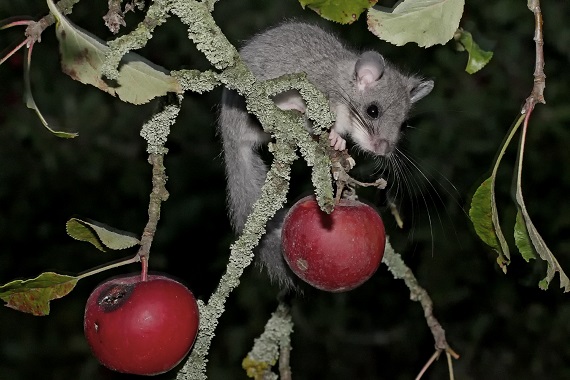 Siebenschläfer, graue Fellfärbung, bis 19 cm Körperlänge