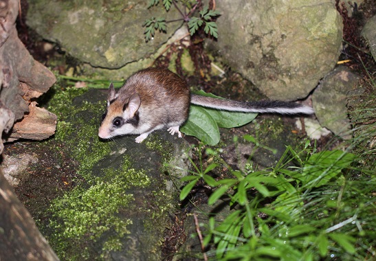Gartenschläfer, Körperlänge 12-17 cm