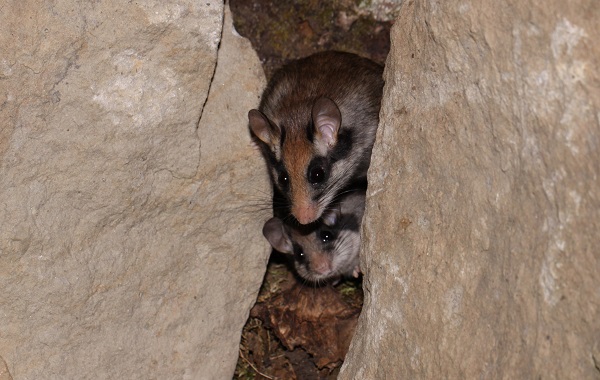 Gartenschläfer mit auffälliger schwarzer Kopfzeichnung