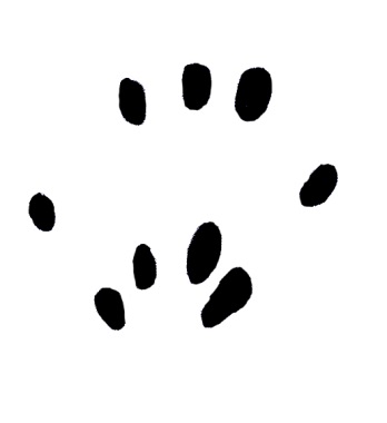 Gartenschläfer Trittsiegel Hinterpfote