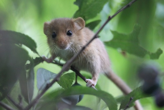 Haselmäuse besitzen keine Gesichtszeichnung