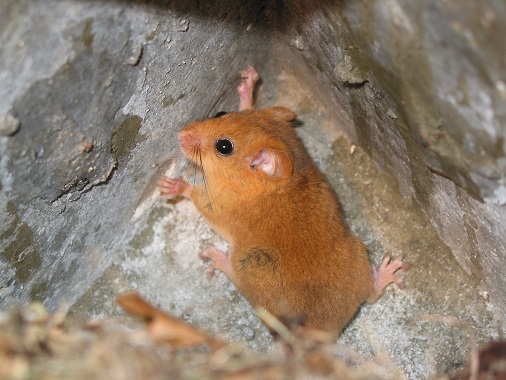 Haselmaus, orangebraune Fellfärbung