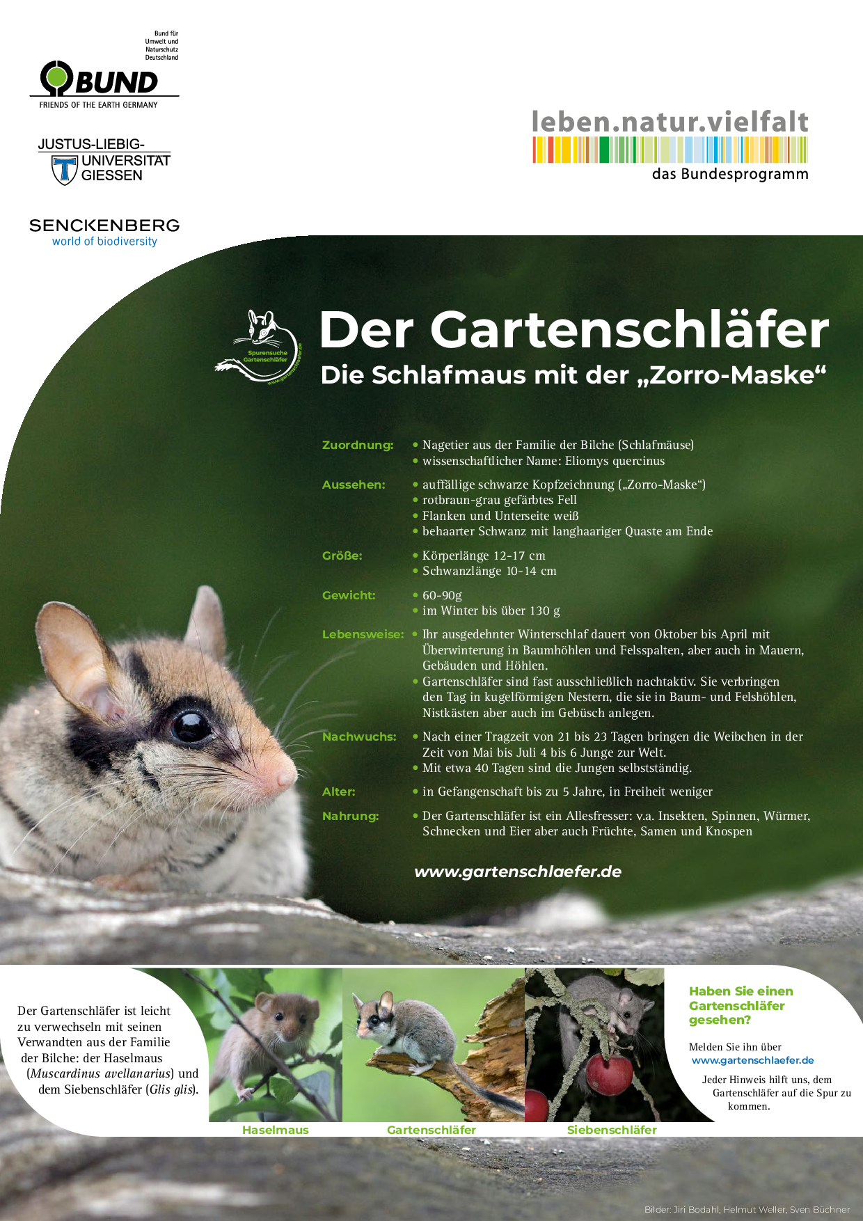 Gartenschläfer Steckbrief zum Download