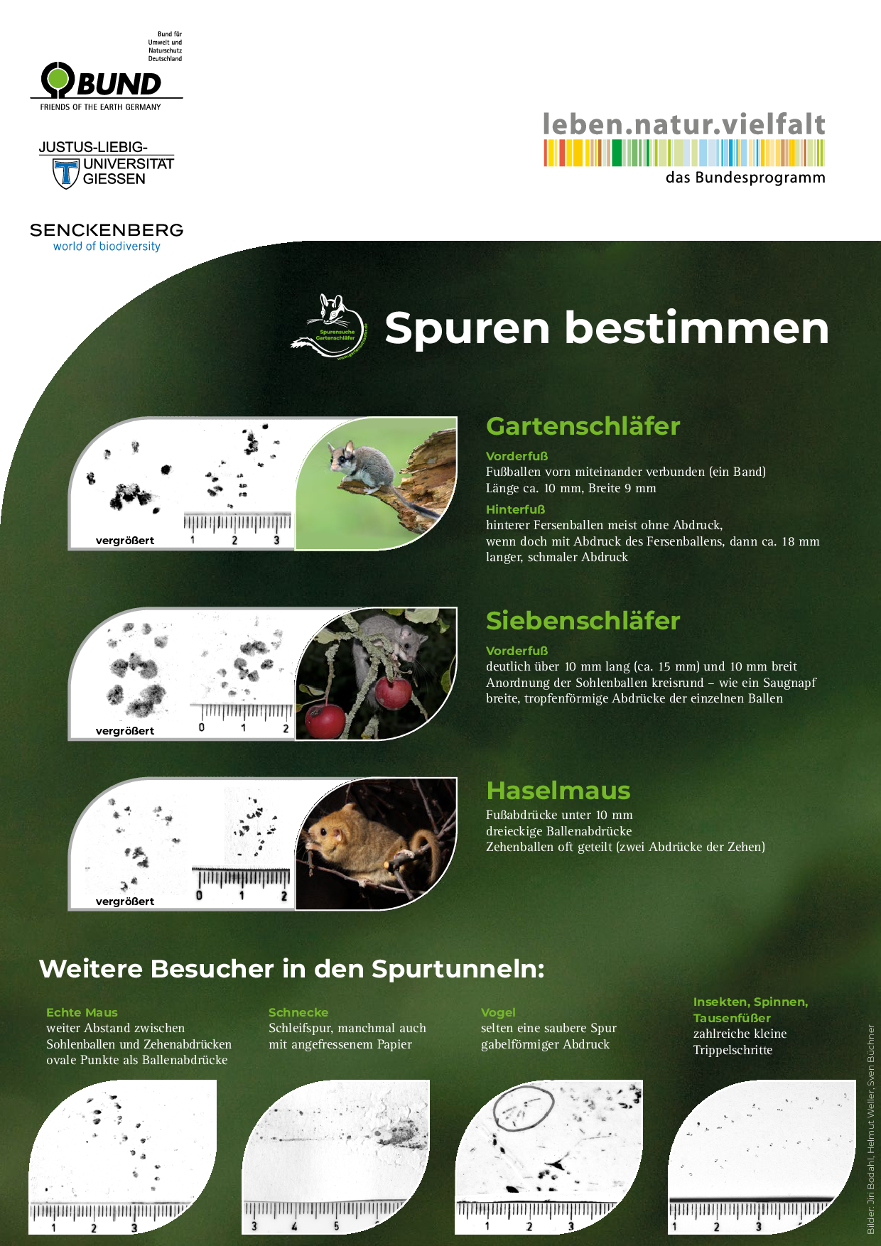 Spuren Bestimmungsschlüssel zum Download